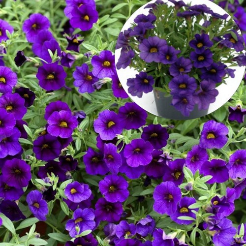 Calibrachoa POCKET 'Lilac' - Puispetuunia POCKET 'Lilac' P9/0,55L